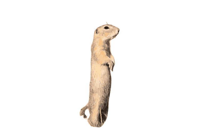 Sysel obecný (Spermophilus citellus)
